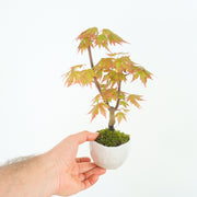 Japanese Maple № 5-Simply Bonsai-[Bonsai NZ]-[Buy bonsai NZ]-[Bonsai Tree NZ]-Simply Bonsai NZ