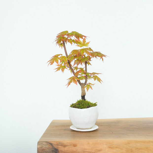 Japanese Maple № 5-Simply Bonsai-[Bonsai NZ]-[Buy bonsai NZ]-[Bonsai Tree NZ]-Simply Bonsai NZ