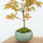 Japanese Maple № 6-Simply Bonsai-[Bonsai NZ]-[Buy bonsai NZ]-[Bonsai Tree NZ]-Simply Bonsai NZ