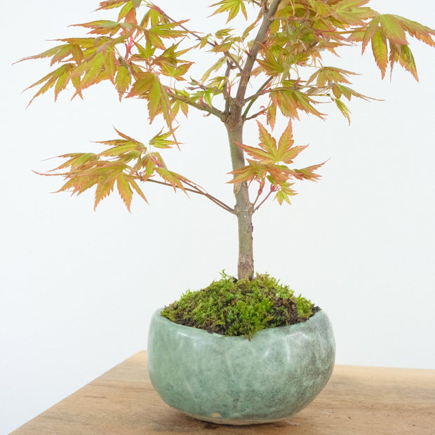 Japanese Maple № 6-Simply Bonsai-[Bonsai NZ]-[Buy bonsai NZ]-[Bonsai Tree NZ]-Simply Bonsai NZ