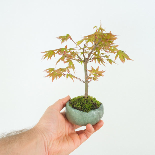 Japanese Maple № 6-Simply Bonsai-[Bonsai NZ]-[Buy bonsai NZ]-[Bonsai Tree NZ]-Simply Bonsai NZ