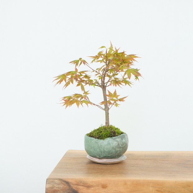 Japanese Maple № 6-Simply Bonsai-[Bonsai NZ]-[Buy bonsai NZ]-[Bonsai Tree NZ]-Simply Bonsai NZ