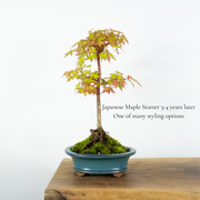 Japanese Maple-Simply Bonsai NZ-[Bonsai NZ]-[Buy bonsai NZ]-[Bonsai Tree NZ]-Simply Bonsai NZ