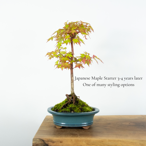 Japanese Maple-Simply Bonsai NZ-[Bonsai NZ]-[Buy bonsai NZ]-[Bonsai Tree NZ]-Simply Bonsai NZ