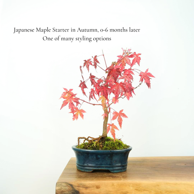 Japanese Maple-Simply Bonsai NZ-[Bonsai NZ]-[Buy bonsai NZ]-[Bonsai Tree NZ]-Simply Bonsai NZ