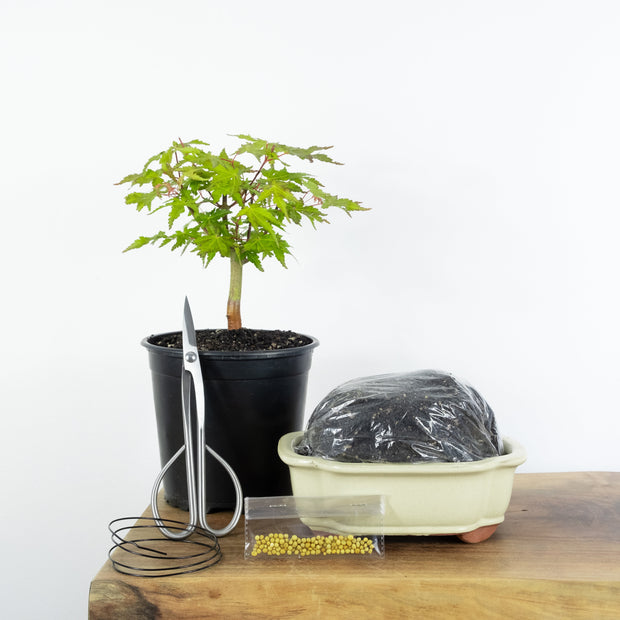 Japanese Maple-Simply Bonsai NZ-[Bonsai NZ]-[Buy bonsai NZ]-[Bonsai Tree NZ]-Simply Bonsai NZ