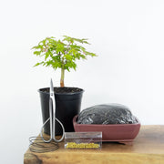 Japanese Maple-Simply Bonsai NZ-[Bonsai NZ]-[Buy bonsai NZ]-[Bonsai Tree NZ]-Simply Bonsai NZ