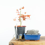 Japanese Maple-Simply Bonsai NZ-[Bonsai NZ]-[Buy bonsai NZ]-[Bonsai Tree NZ]-Simply Bonsai NZ