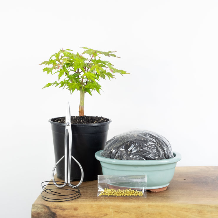 Japanese Maple-Simply Bonsai NZ-[Bonsai NZ]-[Buy bonsai NZ]-[Bonsai Tree NZ]-Simply Bonsai NZ