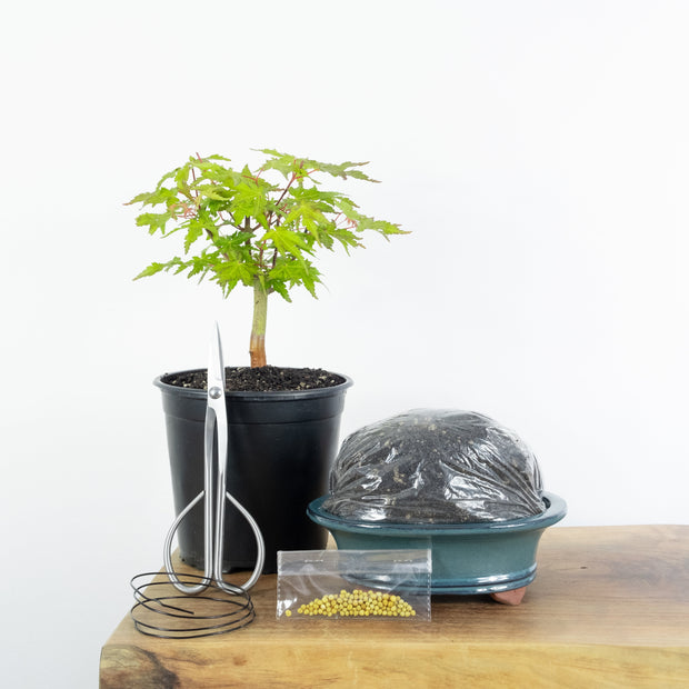 Japanese Maple-Simply Bonsai NZ-[Bonsai NZ]-[Buy bonsai NZ]-[Bonsai Tree NZ]-Simply Bonsai NZ