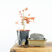 Japanese Maple-Simply Bonsai NZ-[Bonsai NZ]-[Buy bonsai NZ]-[Bonsai Tree NZ]-Simply Bonsai NZ