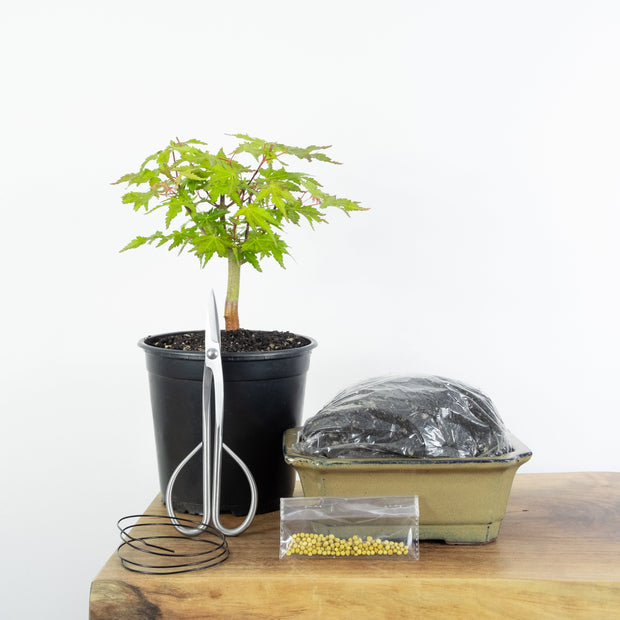 Japanese Maple-Simply Bonsai NZ-[Bonsai NZ]-[Buy bonsai NZ]-[Bonsai Tree NZ]-Simply Bonsai NZ