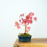 Japanese Maple-Simply Bonsai NZ-[Bonsai NZ]-[Buy bonsai NZ]-[Bonsai Tree NZ]-Simply Bonsai NZ