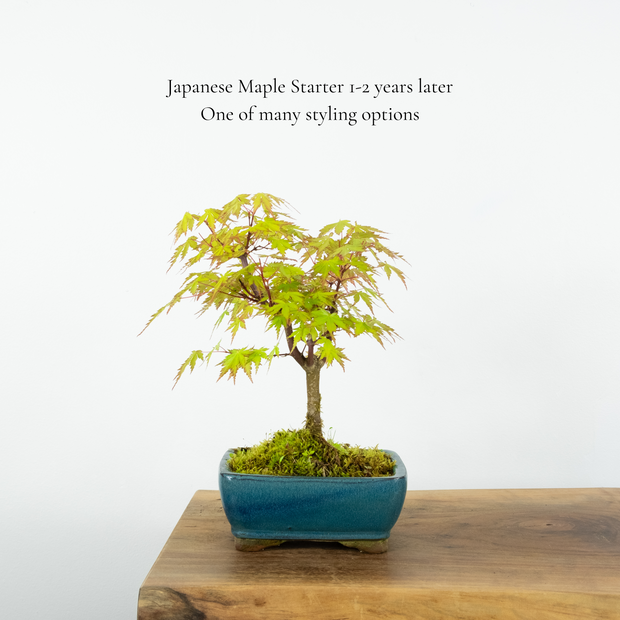 Japanese Maple-Simply Bonsai NZ-[Bonsai NZ]-[Buy bonsai NZ]-[Bonsai Tree NZ]-Simply Bonsai NZ