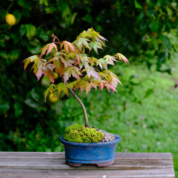 Japanese Maple-Simply Bonsai NZ-[Bonsai NZ]-[Buy bonsai NZ]-[Bonsai Tree NZ]-Simply Bonsai NZ