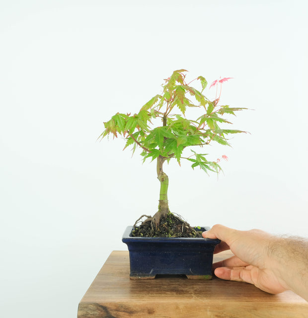 Japanese Maple-bonsai-Simply Bonsai-[Bonsai NZ]-[Buy bonsai NZ]-[Bonsai Tree NZ]-Simply Bonsai NZ
