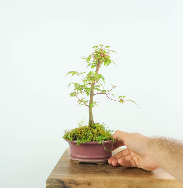 Japanese Maple-bonsai-Simply Bonsai-[Bonsai NZ]-[Buy bonsai NZ]-[Bonsai Tree NZ]-Simply Bonsai NZ