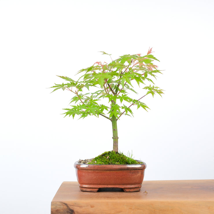 Japanese Maple-bonsai-Simply Bonsai-[Bonsai NZ]-[Buy bonsai NZ]-[Bonsai Tree NZ]-Simply Bonsai NZ