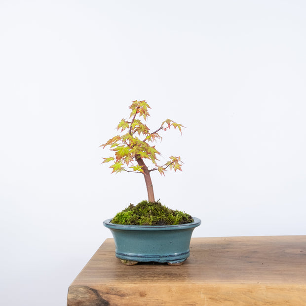 Japanese Maple-bonsai-Simply Bonsai-[Bonsai NZ]-[Buy bonsai NZ]-[Bonsai Tree NZ]-Simply Bonsai NZ