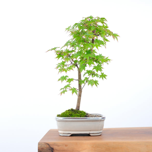 Japanese Maple-bonsai-Simply Bonsai-[Bonsai NZ]-[Buy bonsai NZ]-[Bonsai Tree NZ]-Simply Bonsai NZ