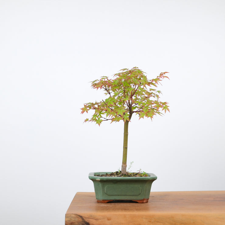 Japanese Maple-bonsai-Simply Bonsai-[Bonsai NZ]-[Buy bonsai NZ]-[Bonsai Tree NZ]-Simply Bonsai NZ