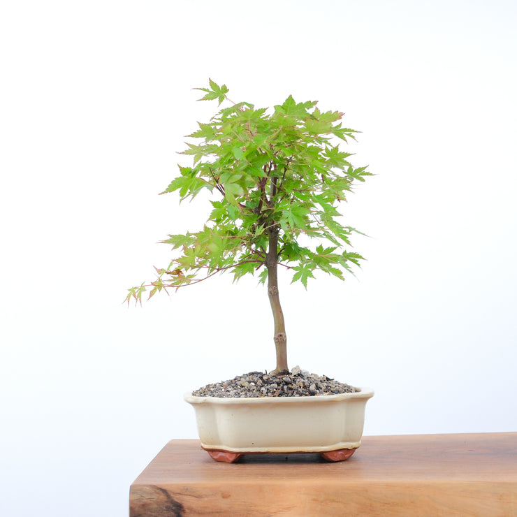Japanese Maple-bonsai-Simply Bonsai-[Bonsai NZ]-[Buy bonsai NZ]-[Bonsai Tree NZ]-Simply Bonsai NZ
