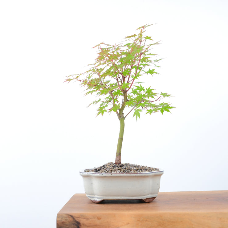 Japanese Maple-bonsai-Simply Bonsai-[Bonsai NZ]-[Buy bonsai NZ]-[Bonsai Tree NZ]-Simply Bonsai NZ