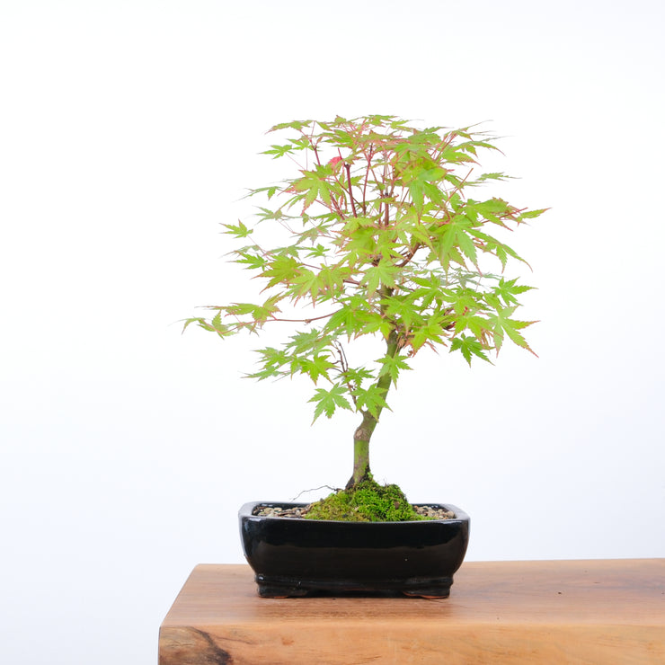 Japanese Maple-bonsai-Simply Bonsai-[Bonsai NZ]-[Buy bonsai NZ]-[Bonsai Tree NZ]-Simply Bonsai NZ