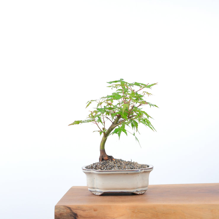 Japanese Maple-bonsai-Simply Bonsai-[Bonsai NZ]-[Buy bonsai NZ]-[Bonsai Tree NZ]-Simply Bonsai NZ