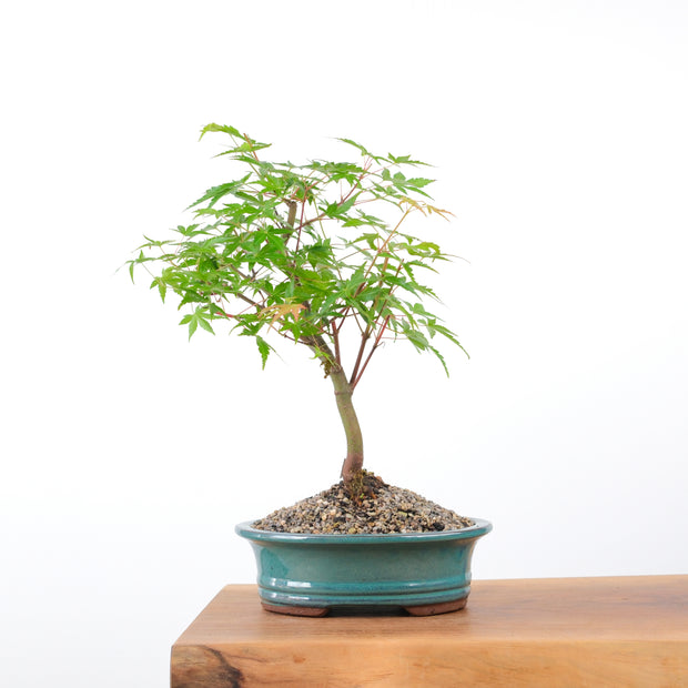 Japanese Maple-bonsai-Simply Bonsai-[Bonsai NZ]-[Buy bonsai NZ]-[Bonsai Tree NZ]-Simply Bonsai NZ