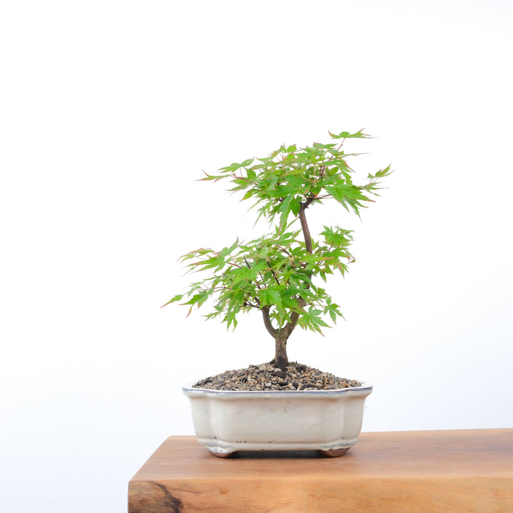 Japanese Maple-bonsai-Simply Bonsai-[Bonsai NZ]-[Buy bonsai NZ]-[Bonsai Tree NZ]-Simply Bonsai NZ