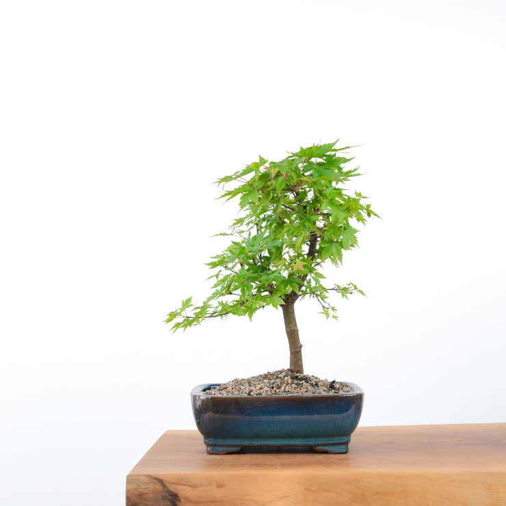 Japanese Maple-bonsai-Simply Bonsai-[Bonsai NZ]-[Buy bonsai NZ]-[Bonsai Tree NZ]-Simply Bonsai NZ