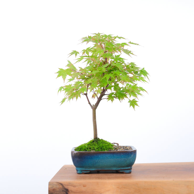 Japanese Maple-bonsai-Simply Bonsai-[Bonsai NZ]-[Buy bonsai NZ]-[Bonsai Tree NZ]-Simply Bonsai NZ