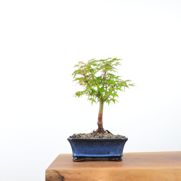 Japanese Maple-bonsai-Simply Bonsai-[Bonsai NZ]-[Buy bonsai NZ]-[Bonsai Tree NZ]-Simply Bonsai NZ