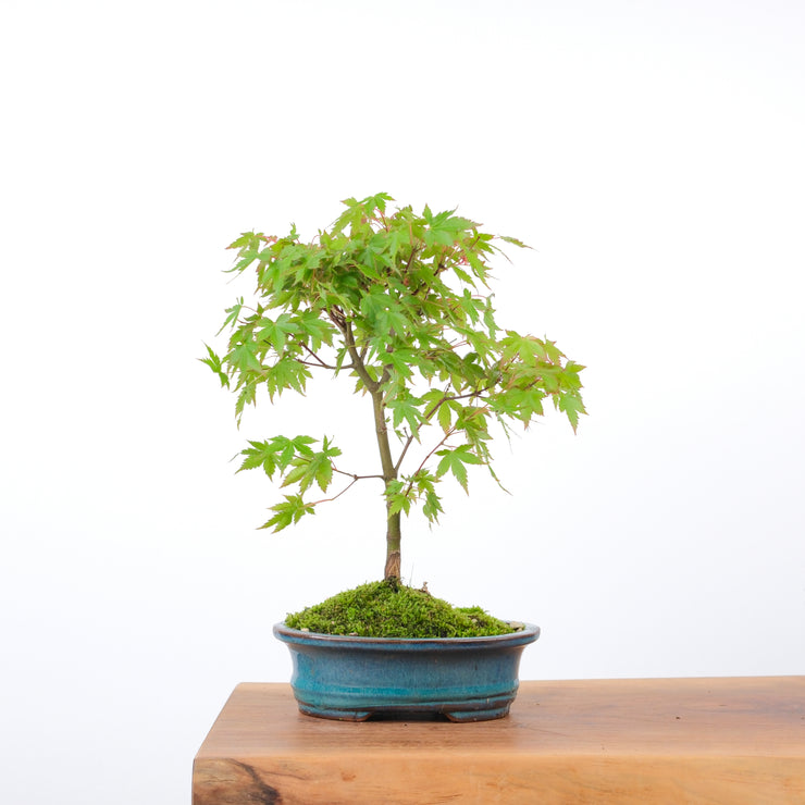 Japanese Maple-bonsai-Simply Bonsai-[Bonsai NZ]-[Buy bonsai NZ]-[Bonsai Tree NZ]-Simply Bonsai NZ
