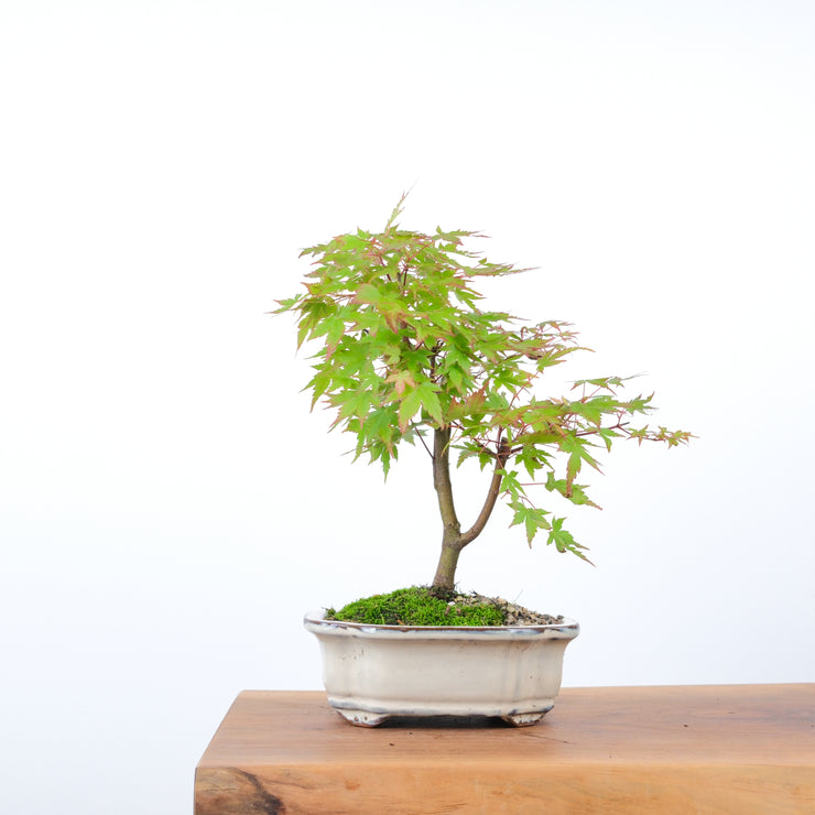 Japanese Maple-bonsai-Simply Bonsai-[Bonsai NZ]-[Buy bonsai NZ]-[Bonsai Tree NZ]-Simply Bonsai NZ
