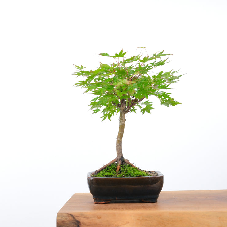 Japanese Maple-bonsai-Simply Bonsai-[Bonsai NZ]-[Buy bonsai NZ]-[Bonsai Tree NZ]-Simply Bonsai NZ