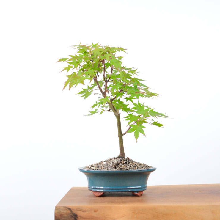 Japanese Maple-bonsai-Simply Bonsai-[Bonsai NZ]-[Buy bonsai NZ]-[Bonsai Tree NZ]-Simply Bonsai NZ