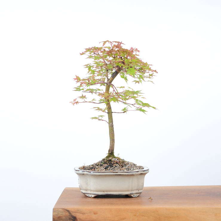 Japanese Maple-bonsai-Simply Bonsai-[Bonsai NZ]-[Buy bonsai NZ]-[Bonsai Tree NZ]-Simply Bonsai NZ