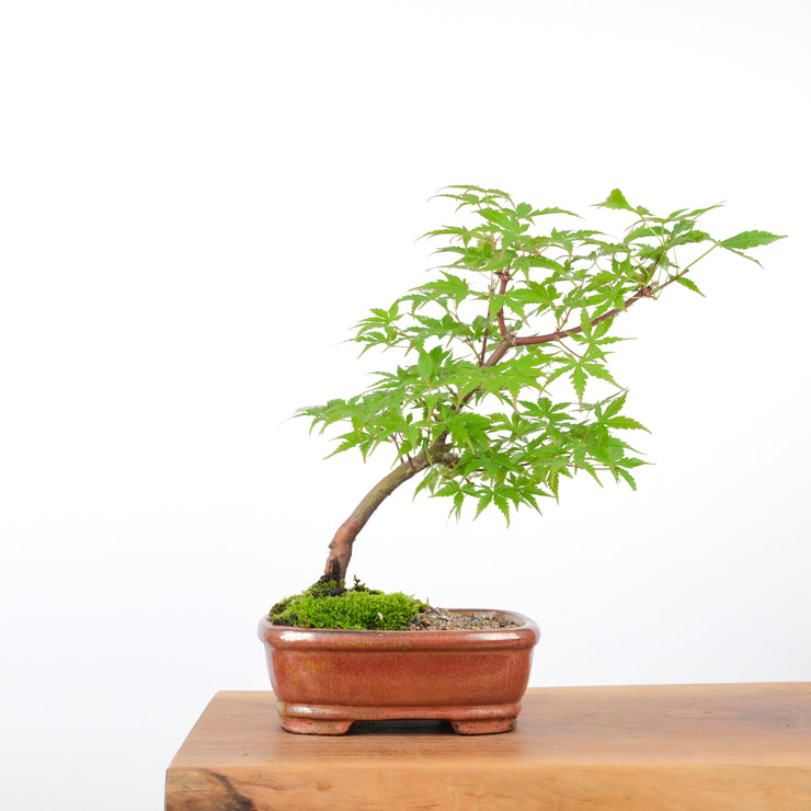 Japanese Maple-bonsai-Simply Bonsai-[Bonsai NZ]-[Buy bonsai NZ]-[Bonsai Tree NZ]-Simply Bonsai NZ