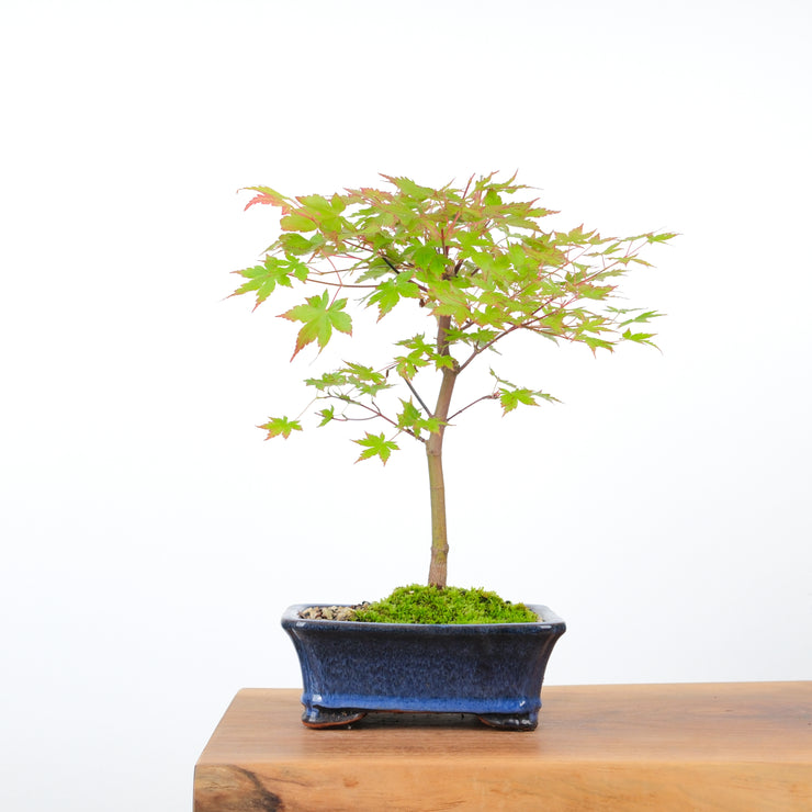 Japanese Maple-bonsai-Simply Bonsai-[Bonsai NZ]-[Buy bonsai NZ]-[Bonsai Tree NZ]-Simply Bonsai NZ