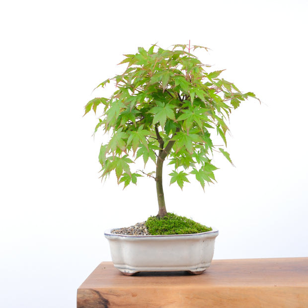 Japanese Maple-bonsai-Simply Bonsai-[Bonsai NZ]-[Buy bonsai NZ]-[Bonsai Tree NZ]-Simply Bonsai NZ