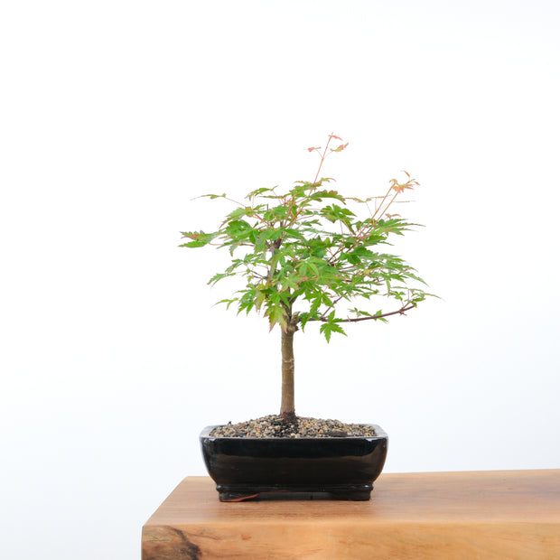 Japanese Maple-bonsai-Simply Bonsai-[Bonsai NZ]-[Buy bonsai NZ]-[Bonsai Tree NZ]-Simply Bonsai NZ