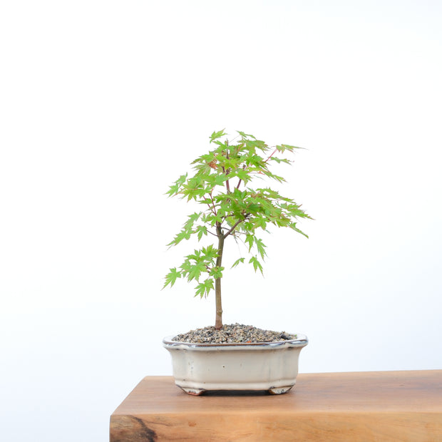 Japanese Maple-bonsai-Simply Bonsai-[Bonsai NZ]-[Buy bonsai NZ]-[Bonsai Tree NZ]-Simply Bonsai NZ