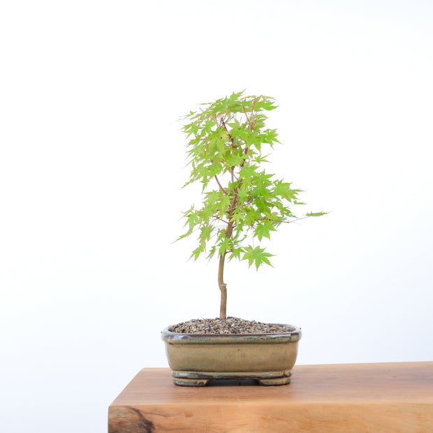 Japanese Maple-bonsai-Simply Bonsai-[Bonsai NZ]-[Buy bonsai NZ]-[Bonsai Tree NZ]-Simply Bonsai NZ