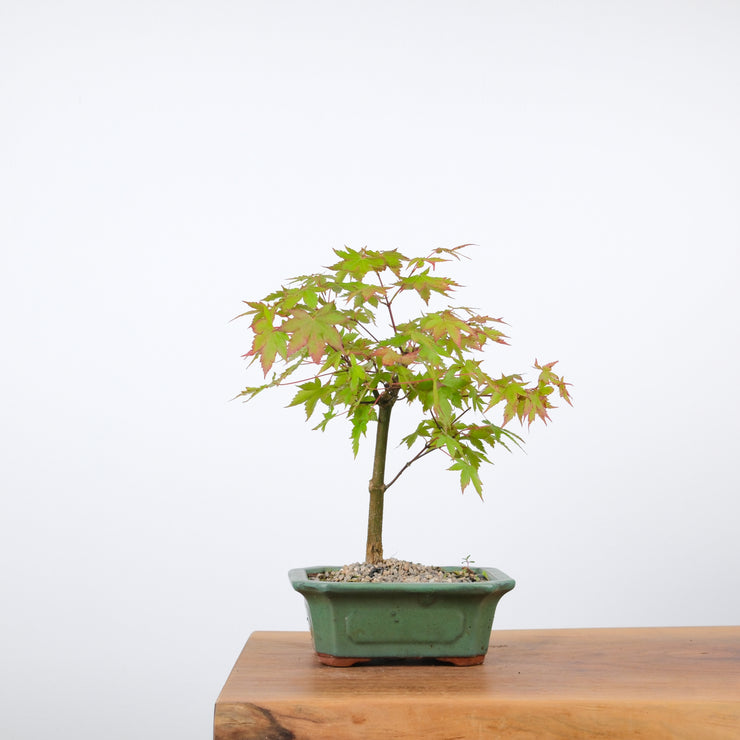 Japanese Maple-bonsai-Simply Bonsai-[Bonsai NZ]-[Buy bonsai NZ]-[Bonsai Tree NZ]-Simply Bonsai NZ