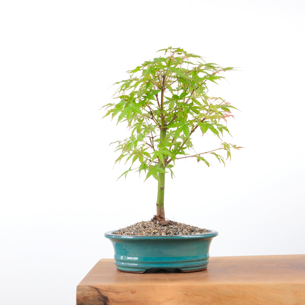 Japanese Maple-bonsai-Simply Bonsai-[Bonsai NZ]-[Buy bonsai NZ]-[Bonsai Tree NZ]-Simply Bonsai NZ