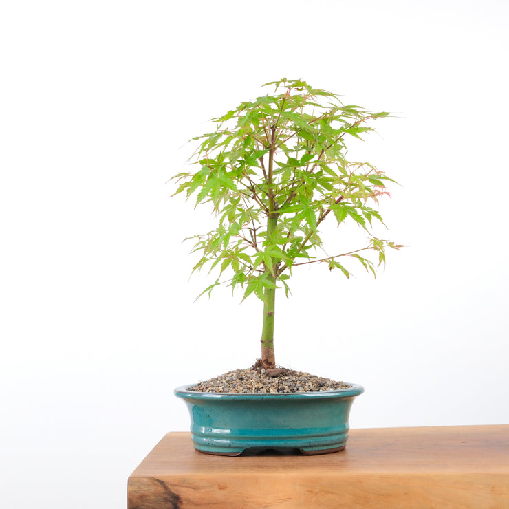 Japanese Maple-bonsai-Simply Bonsai-[Bonsai NZ]-[Buy bonsai NZ]-[Bonsai Tree NZ]-Simply Bonsai NZ