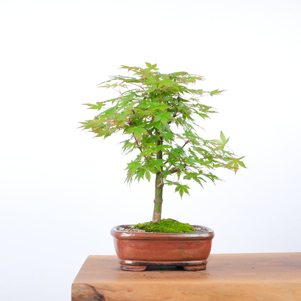 Japanese Maple-bonsai-Simply Bonsai-[Bonsai NZ]-[Buy bonsai NZ]-[Bonsai Tree NZ]-Simply Bonsai NZ