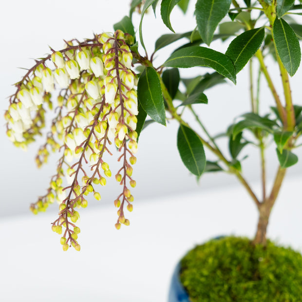 Japanese Pieris № 1-Simply Bonsai-[Bonsai NZ]-[Buy bonsai NZ]-[Bonsai Tree NZ]-Simply Bonsai NZ